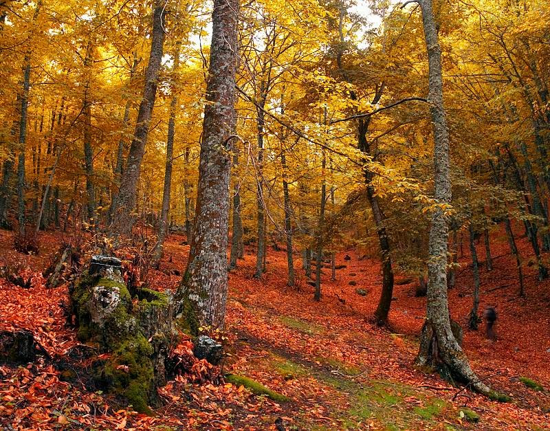 castanar de el tiemblo